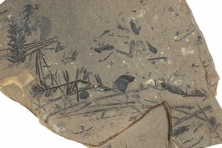 Conifer Fossil Plate - McAbee, BC #271387